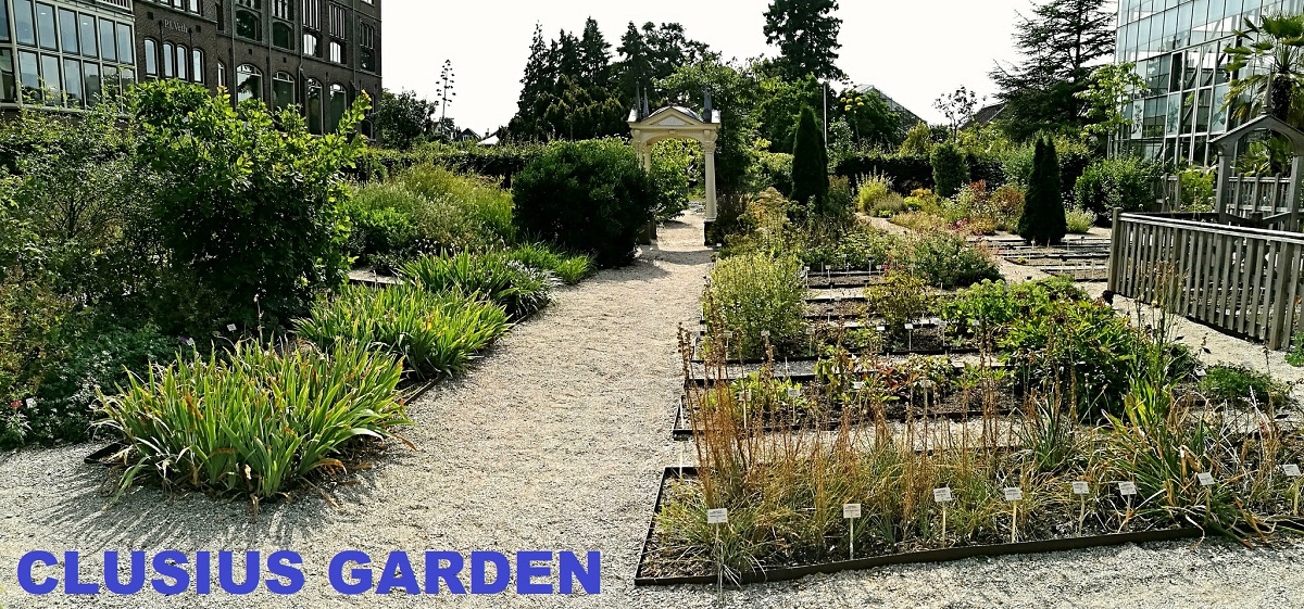 Hortus Botanicus Leiden Clusius Garden